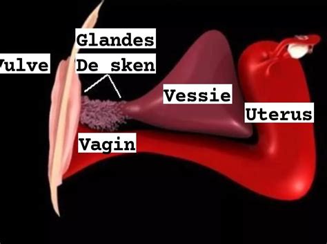 glande skene femme|Prostate chez la femme : mythes et réalités à connaître